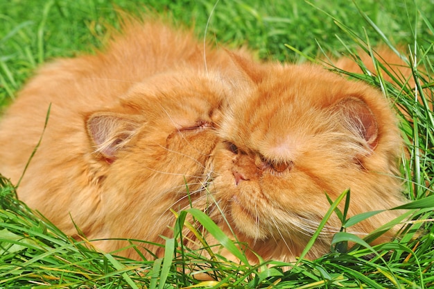 Twee Rode grappige Perzische katten liggen in het groene gras