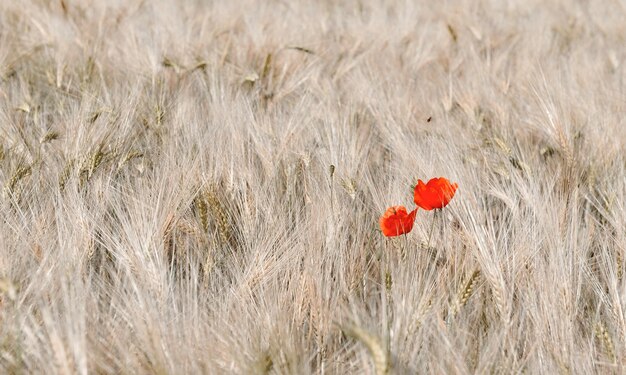 Twee rode papavers bloeien in een graanveld