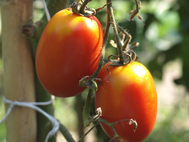 Twee rode tomaten