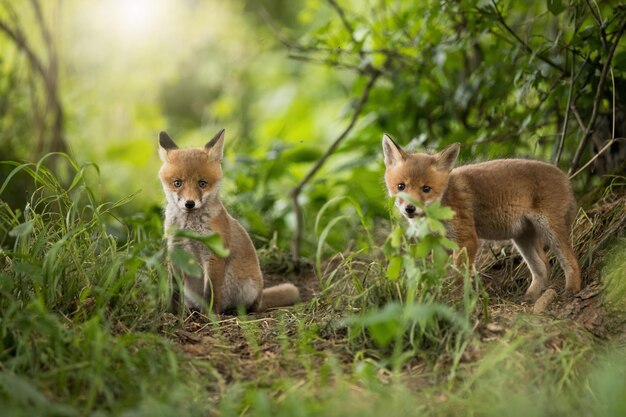 Foto twee rode vossen kijken naar de camera in het bos in het voorjaar