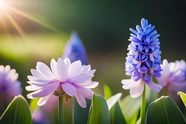 Twee roze en witte hyacinten in een tuin