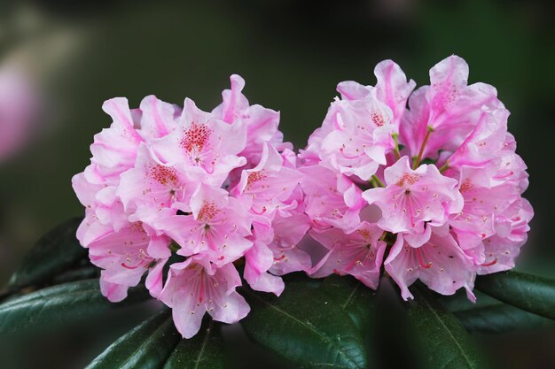 Twee roze knoppen van rhodendron die in de zon zonnebaden tegen een achtergrond van groene bladeren