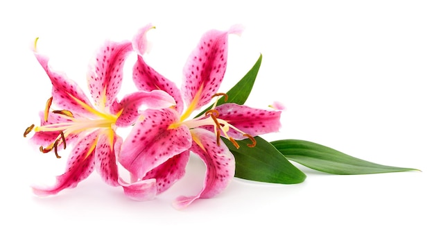 Twee roze lelies .