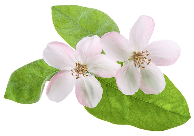 Twee roze lente kweepeer of perenboom bloem en groen vers blad geïsoleerd op wit