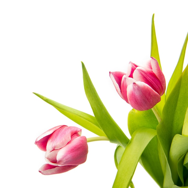 Twee roze tulp bloemen geïsoleerd op een witte achtergrond. Genomen in Studio met een 5D mark III.