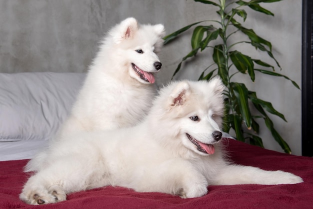 Twee Samojeed-hondenpuppy's in het rode bed op slaapkamerachtergrond