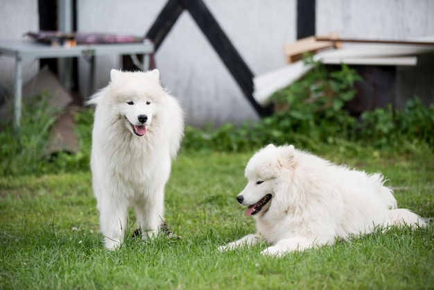 Twee samojeed-puppyhonden zitten en spelen op groene weide