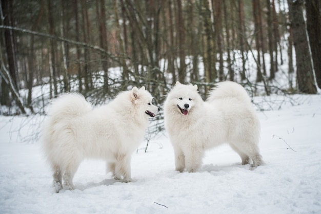 Twee Samojeed witte honden zijn in het winterbos