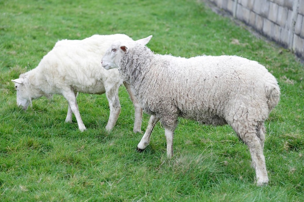 Twee schapen grazen in een weiland