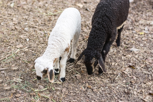 twee schapen hebben een zwarte en een witte als onderdeel van hun familie.