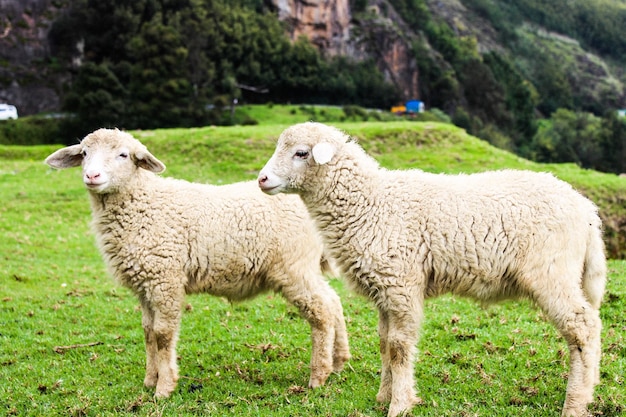 Twee schapen op een grasveld.