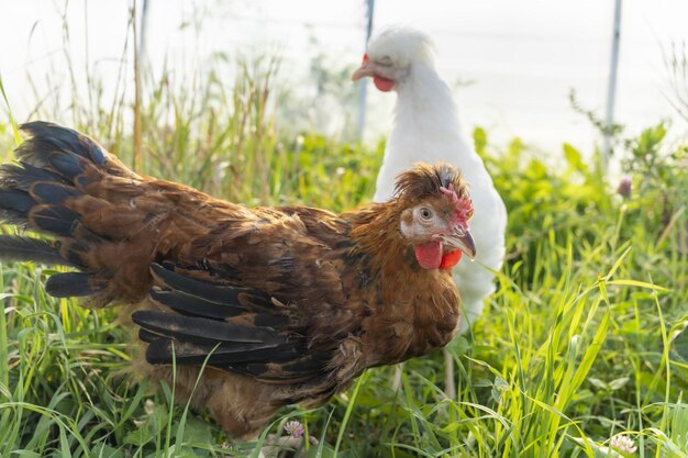 Twee schattige bruine en witte kippen grazen op de boerderij en knabbelen aan gras op een zonnige dag pluimveehouderij