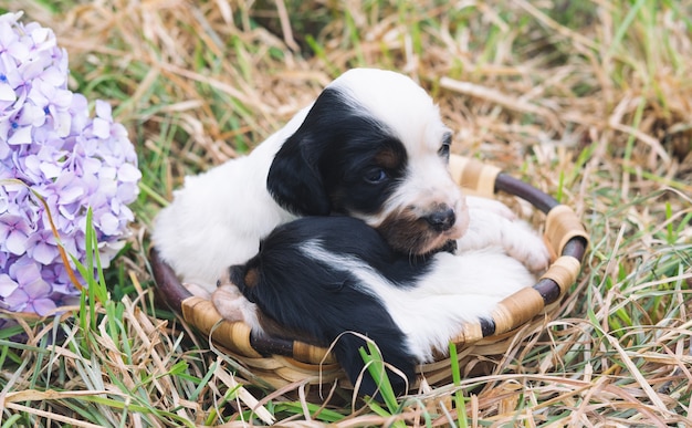 Twee schattige Engelse setter-puppy's in een houten mand met grasbodem.