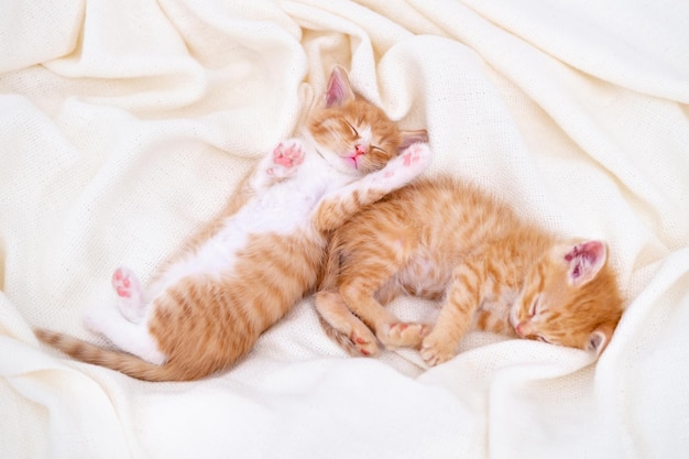 Twee schattige gestreepte gemberkatjes die een witte deken op bed slapen concept van schattige kleine katten