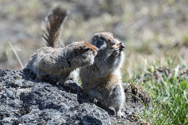 Twee schattige grondeekhoorns