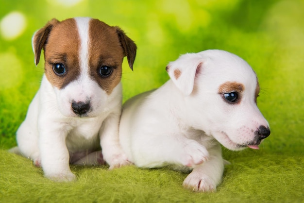 Twee schattige jack russell terrier-puppy's die op groene achtergrond zitten