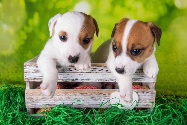 Twee schattige Jack Russell Terrier-puppy's zitten in een paasdoos