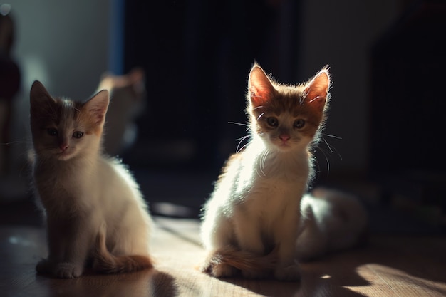 Twee schattige jonge baby rode kitten op een mooi licht