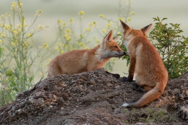 Twee schattige jonge vossen. Vulpes vulpes.