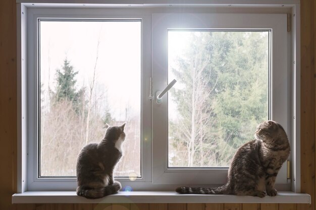 Twee schattige katten zittend op de vensterbank en interesse kijken uit het raam