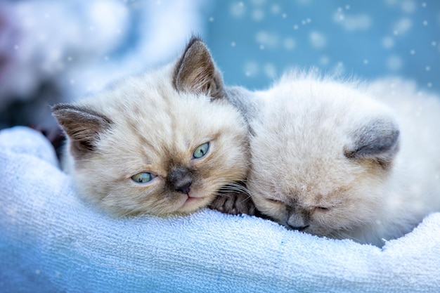 Twee schattige kittens op een zachtblauw dekentje