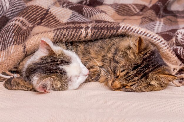 Twee schattige kittens slapen samen in bed_