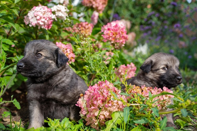 Foto twee schattige kleine duitse herderpuppies op groen gras achtergrondportret van kleine honden in bloemen