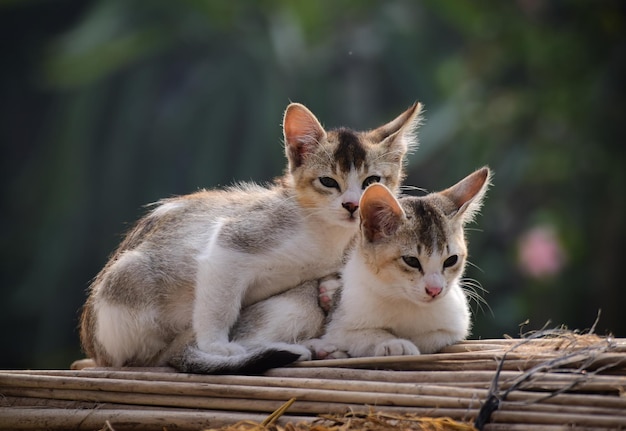 Foto twee schattige kleine katten zitten samen schattige kittens harige katten mooie kat behang