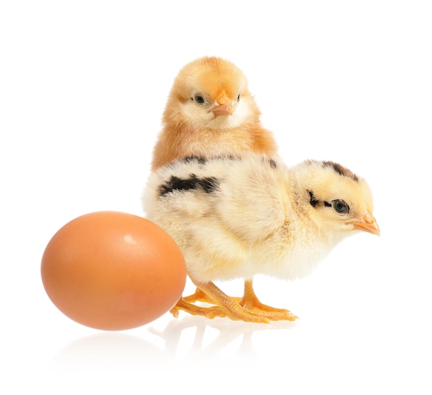 Twee schattige kleine kippen en eieren geïsoleerd op een witte achtergrond