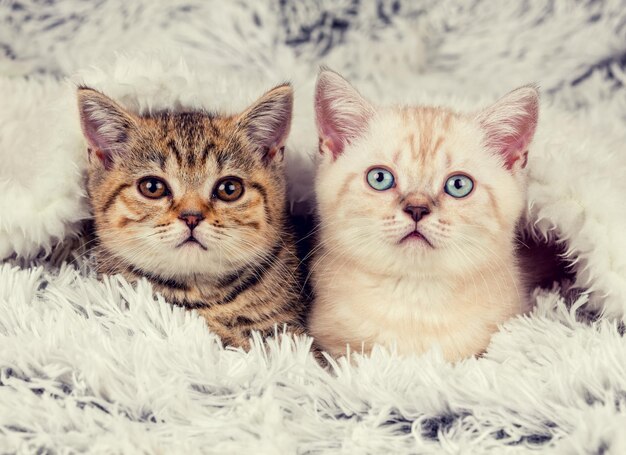 Twee schattige kleine kittens die onder de zachte warme pluizige deken vandaan gluren