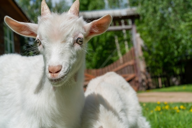 Twee schattige kleine witte geit. Zomer huisdier op de boerderij.