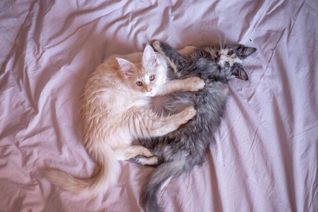 Twee schattige Maine Coon kittens zijn aan het spelen