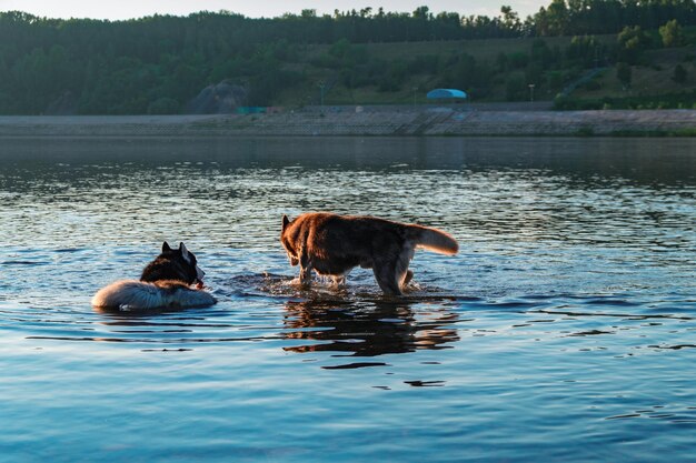 Twee schattige natte husky's in water Siberische Husky-honden aan de oever van de avondrivier