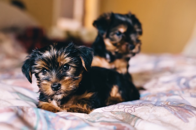 Twee schattige puppy's op het bed