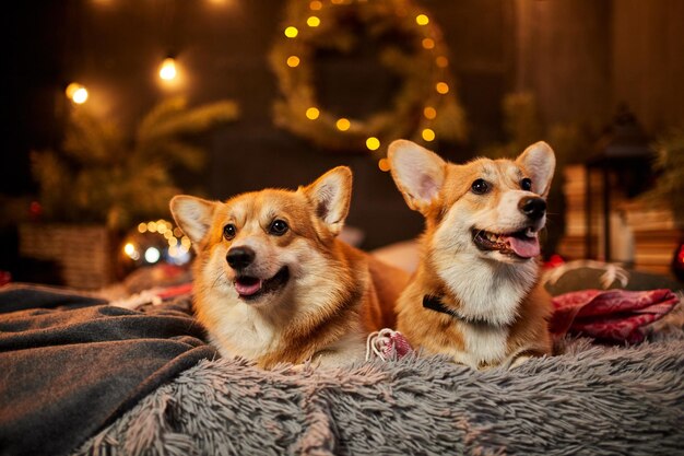 Twee schattige Welshe corgi honden zitten op een zacht tapijt en kijken op in de buurt van een versierde kerstboom