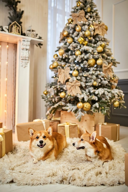 Foto twee schattige welshe corgi honden zitten op een zacht tapijt en kijken op in de buurt van een versierde kerstboom