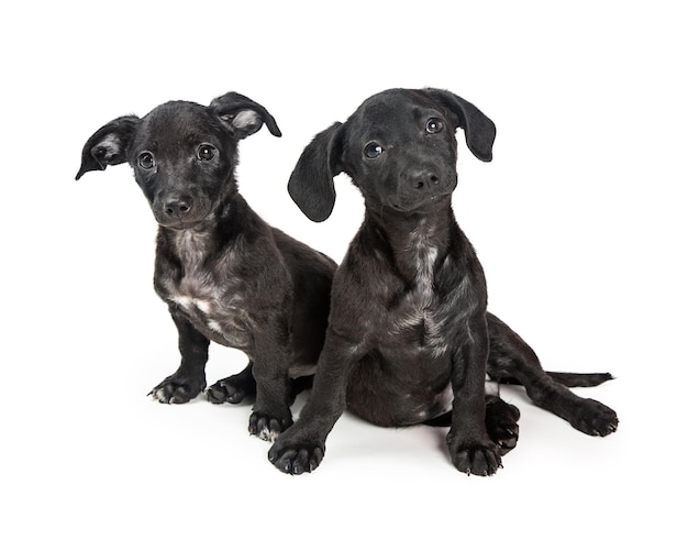 Foto twee schattige zwarte puppy's van gemengd ras