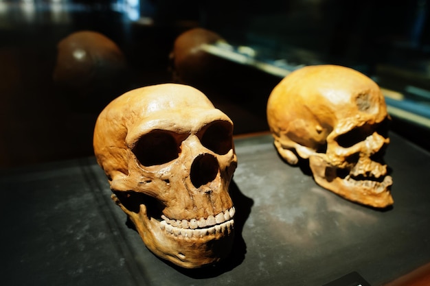 Twee schedels in een rauwe weergave van de evolutie van de mens in het museum