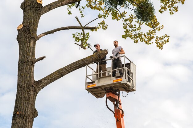 Twee servicemedewerkers kappen grote boomtakken met een kettingzaag vanaf het kraanplatform van de hoge stoellift. Ontbossing en tuinieren concept.