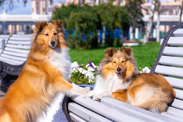 Twee shelties op een bankje