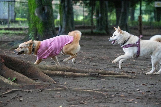 Twee shiba inu-honden hebben plezier met spelen in het gras op het gazon