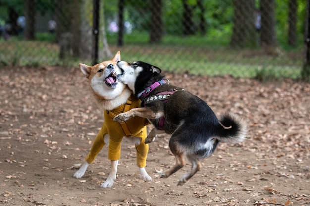 Twee shiba inu-honden hebben plezier met spelen in het gras op het gazon