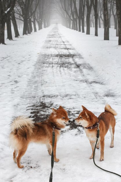 Twee Shiba Inu honden lopen in een sneeuw park. Twee mooie rode Shiba Inu honden.