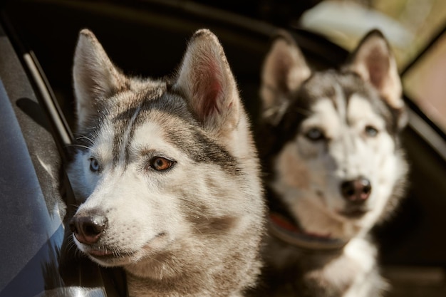 Twee Siberische Husky-honden leunden uit autoraam Husky-hondenportret met blauwe ogen en grijze vachtkleur