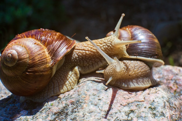 Twee slakken omhelzen elkaar op een steen op een zonnige dag. Warme gevoelens of liefde. Paar concept.