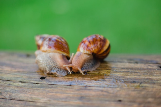 Foto twee slakken op een houten ondergrond