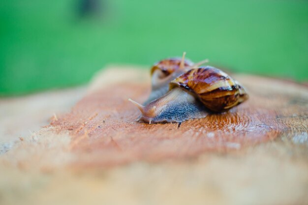 Foto twee slakken op een stuk hout