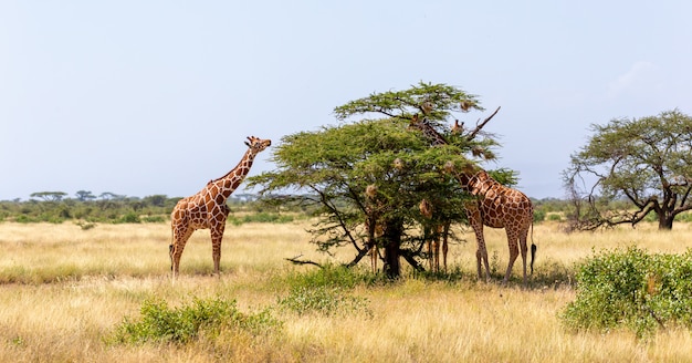 Twee Somalische giraffen eten de bladeren van acaciabomen