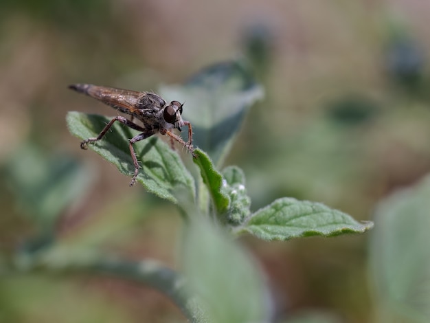 Twee soorten vliegen gefotografeerd in hun natuurlijke omgeving