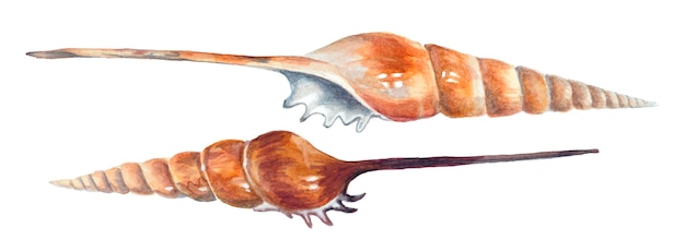 Twee spiraalvormige zeeschelpen geïsoleerd op een witte achtergrond. Aquarel schilderij